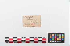 Etikett zu Bronzemehrkopfnadel (NHMW-PRAE-024090)